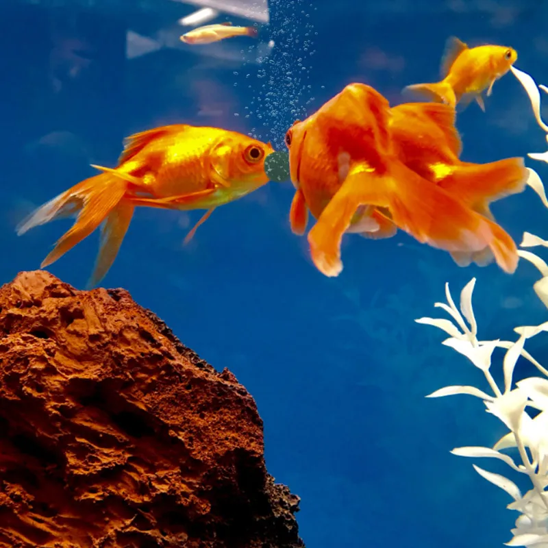 100 個高純度スピルリナ錠スパイラル海藻強化お気に入りのペ - Aquarium Fish Holiday Food のレビューと価格
