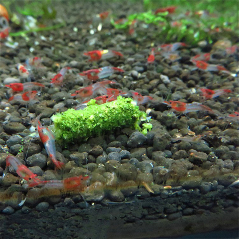 新品1袋35g クリスタルレッドシュリンプフード 天然ほうれ - Aquarium Fish Holiday Food のレビューと価格