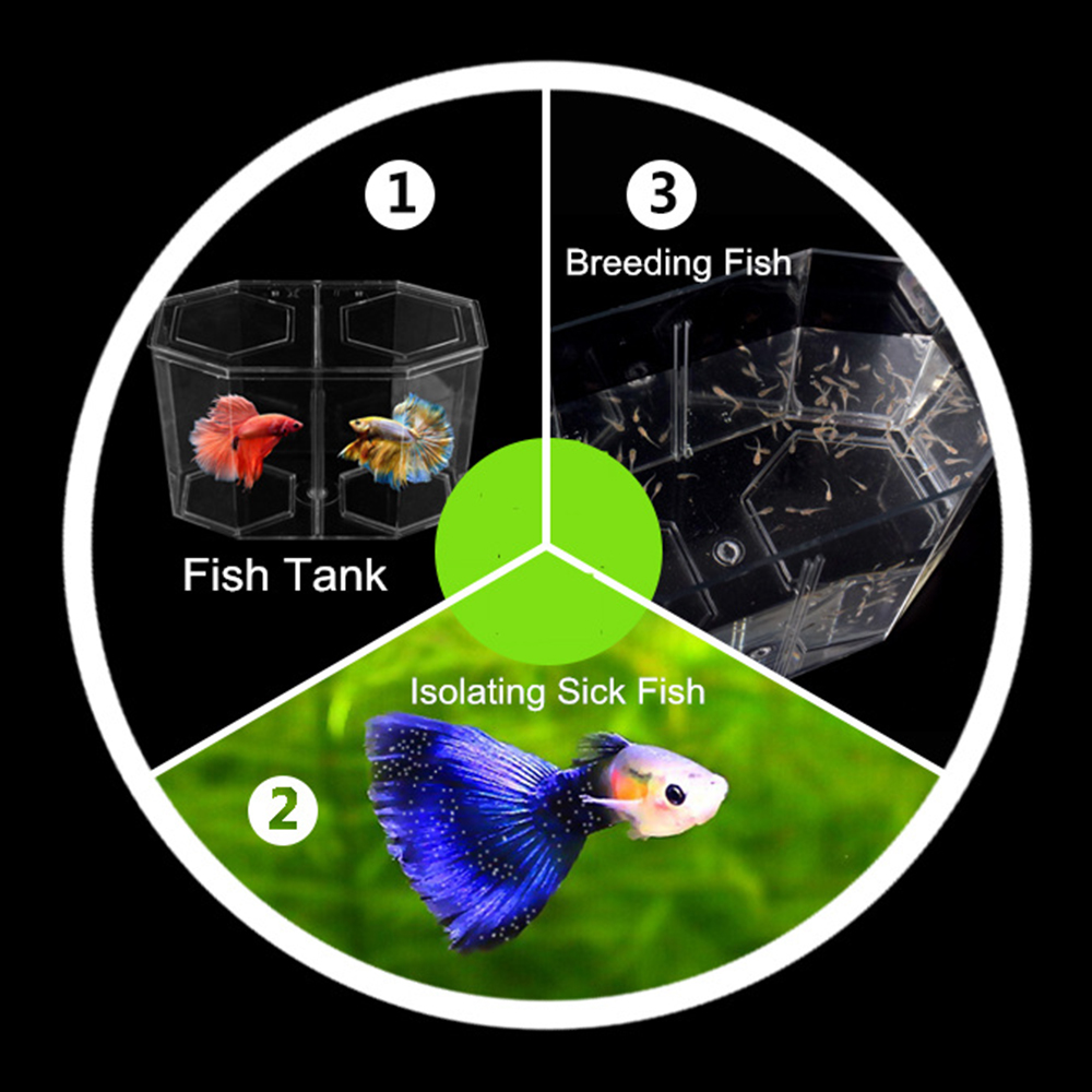 アクリル 2 分割グッピー水槽水族館ベタ金魚鉢透明水族館孵化 - Aquarium Fish In Bowl のレビューと価格