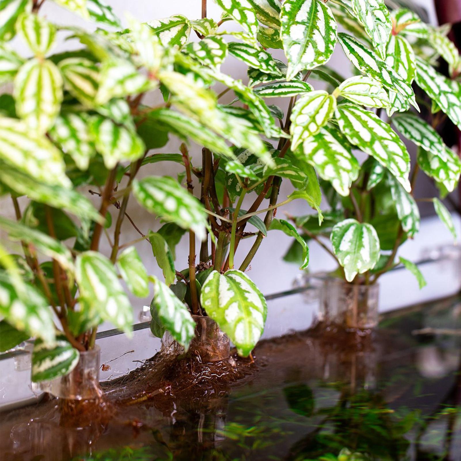 6個入り水槽植物ホルダーサポートカップミニ水槽プランターポッ - Aquarium Fish Elevator のレビューと価格