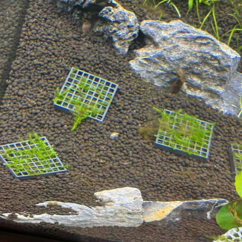 水槽用モスメッシュホルダー、魚タンク造園用高床式水生植物栽培 - Aquarium Fish Elevator のレビューと価格