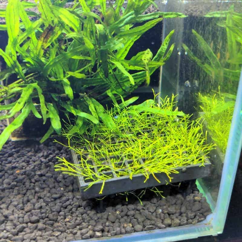 水槽用モスメッシュホルダー、魚タンク造園用高床式水生植物栽培 - Aquarium Fish Elevator のレビューと価格