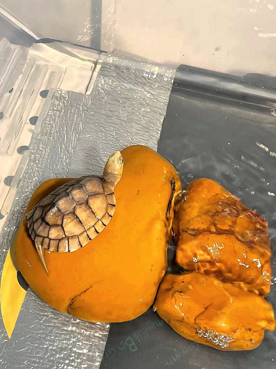 天然黄色ワックスストーン製カメの日光浴場、水槽の景観装飾用足 - Aquarium Fishland のレビューと価格